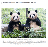 판다가 ..